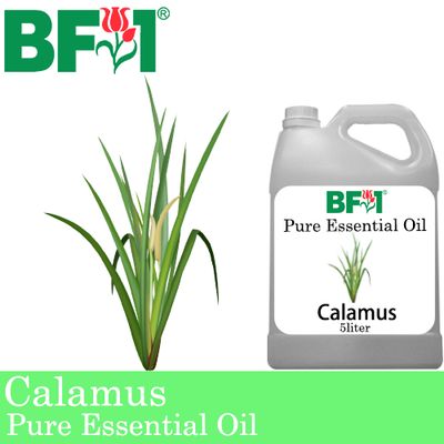 Pure Essential Oil (EO) - Calamus Essential Oil - 5L
