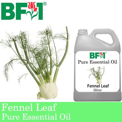 Pure Essential Oil (EO) - Fennel Leaf Essential Oil - 5L