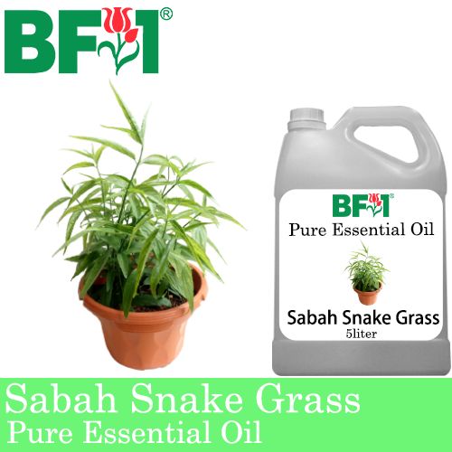 Pure Essential Oil (EO) - Sabah Snake Grass Essential Oil - 5L