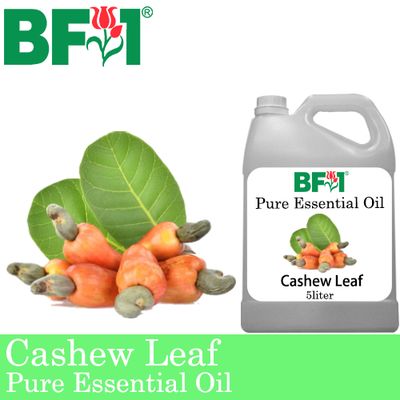 Pure Essential Oil (EO) - Cashew Leaf ( Anacardium Occidentale ) Essential Oil - 5L