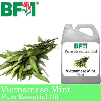 Pure Essential Oil (EO) - Mint - Vietnamese Mint ( Persicaria Odorata ) Essential Oil - 5L
