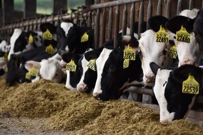 Cow Care/Feed Additives