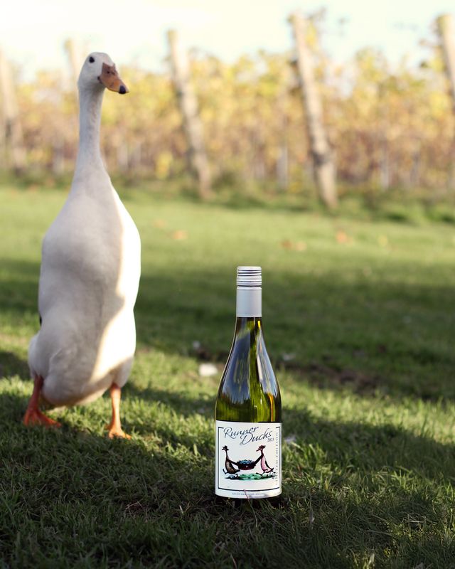 Runner Ducks