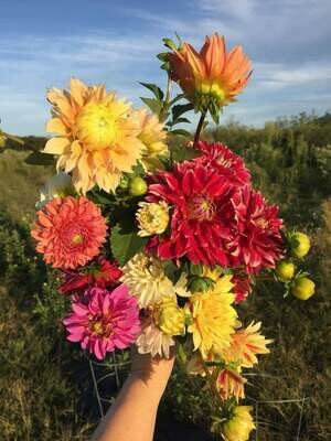 Add-On Potted Dahlias Grow-Your-Own Cut Flower Garden