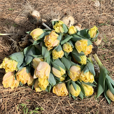 Tulip Bouquet Of 12 Stems With Bulbs On! Specialty Peony Flowered. Includes Shipping.
