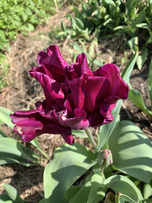 Spring Tulip Bouquet In A Vase
