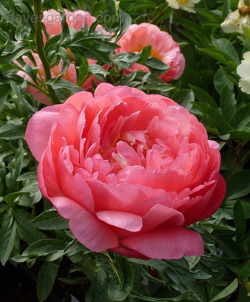 Pre-Sale Bare Root Peonies “Coral Sunset” 3/5 Eye