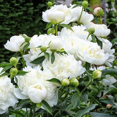Bare Root Peonies “Duchess D’ Nemours” 3/5 Eye!