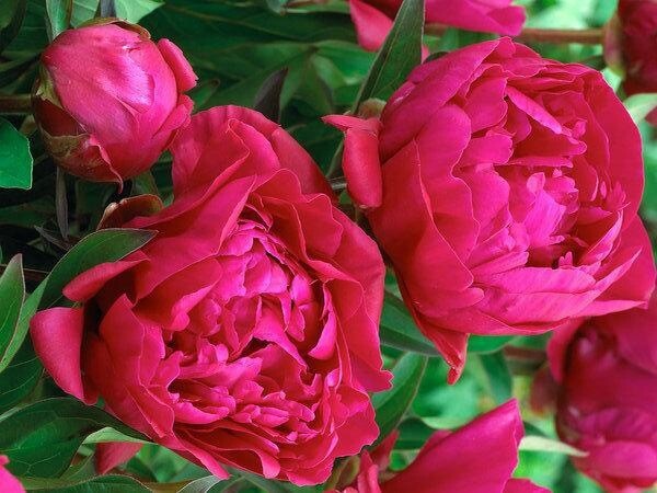 Pre-Sale Bare Root Peonies “Karl Rosenfeld” 3/5 Eye.