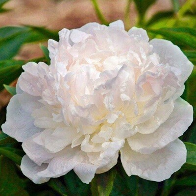 Bare Root Peonies “Auten’s White” 3/5 Eye