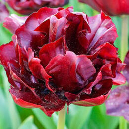Pre-sale Tulip Bulbs (10/bag) “Palmyra”