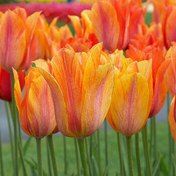 Pre-sale Tulip Bulbs (10) “El Niño”