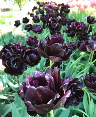 Pre-sale Tulip Bulbs (10) “Black Hero”