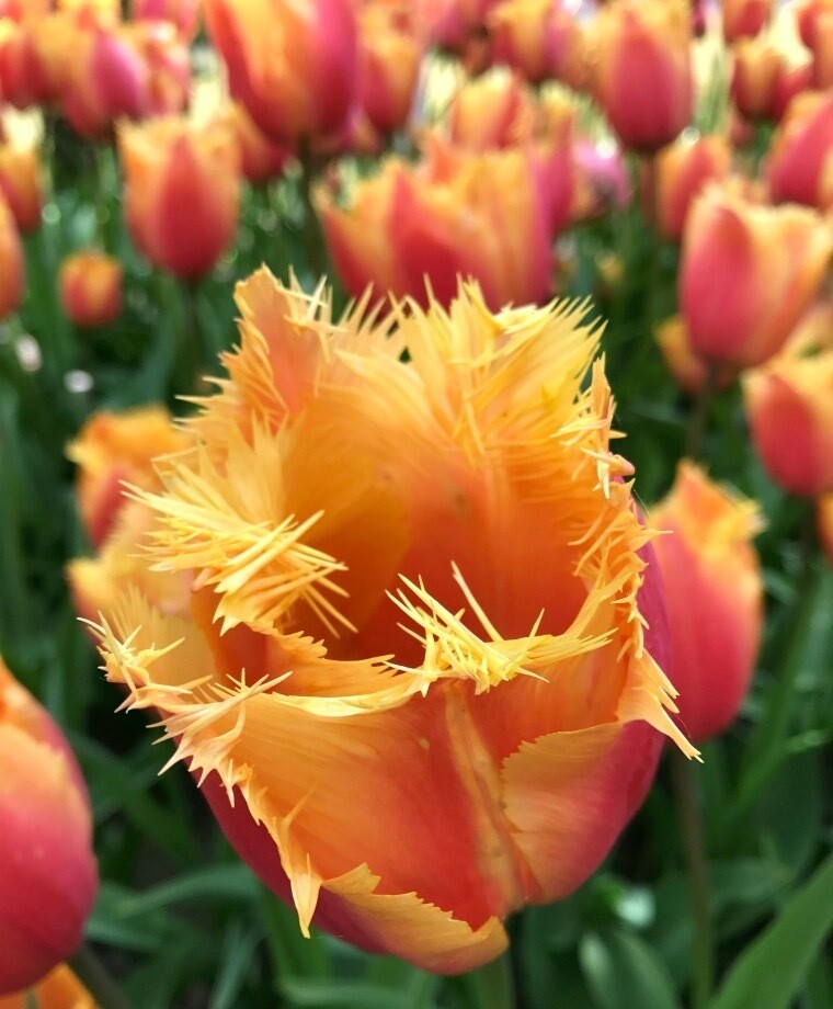 Pre-sale Tulip Bulbs (10) “Lambada”