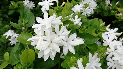 All Natural! Botanical Jasmine Face Cream