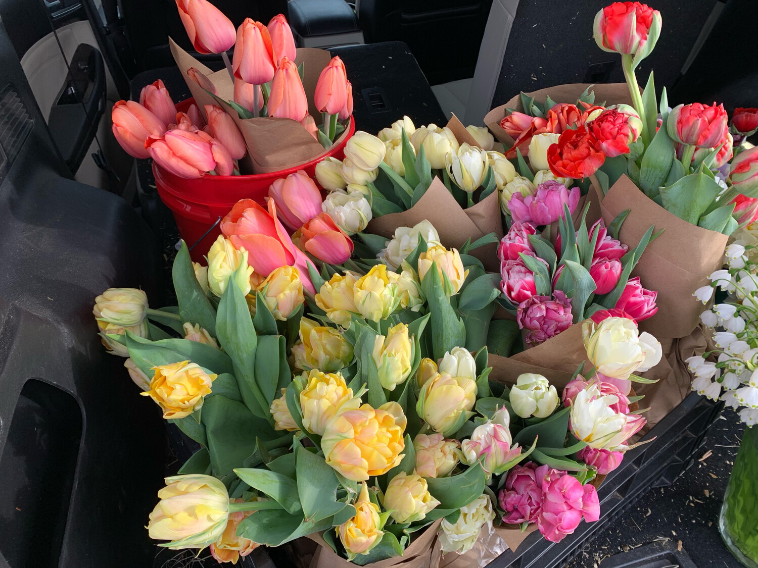 Buy One Tulip Bouquet For $28.95, Get One For $15!