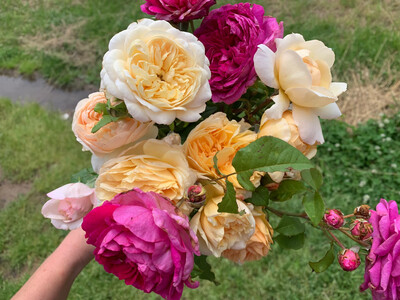 Potted Garden Roses! For Pickup Only!