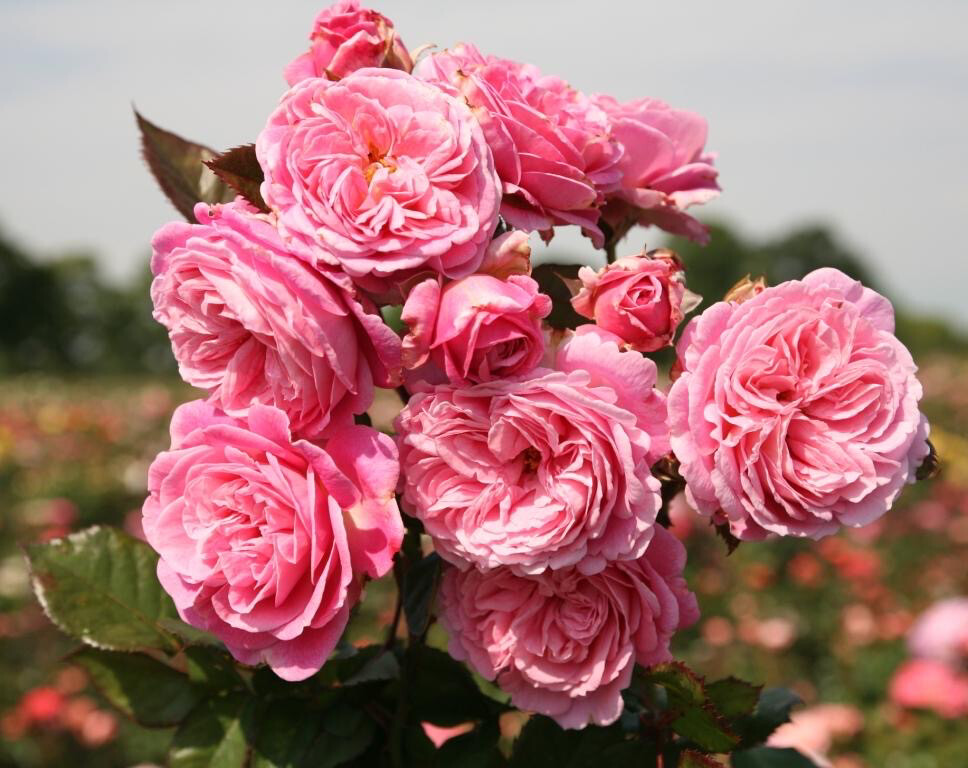 Rose “Summer Romance Parfuma” 2 Gallon Potted.