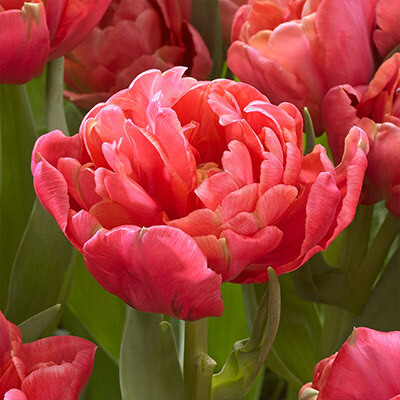 Tulip “Adore” (10) 
