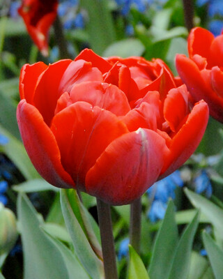 Tulip “Red Princess” (10) 