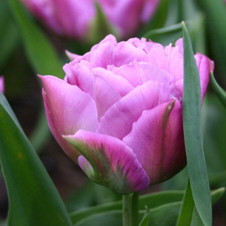 Tulip “Double Price” (10) 