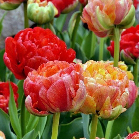 Tulip “Gudoshnik Double” (10)