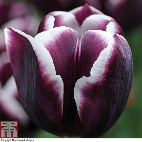 Tulip “Jackpot” (10) 
