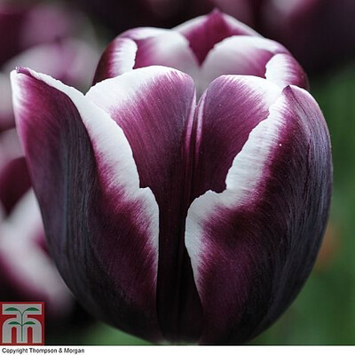 Tulip “Jackpot” (10) 