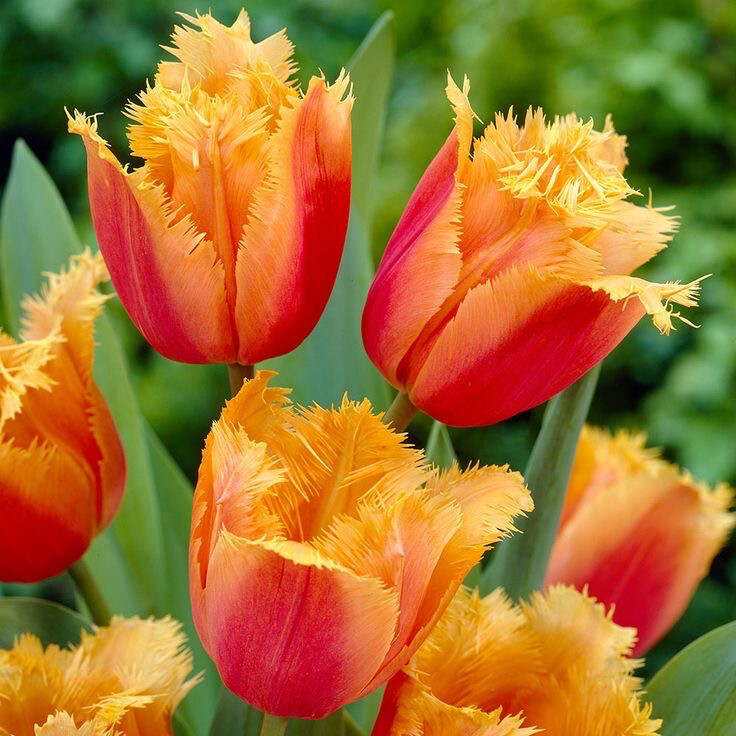 Tulip “Lambada” (10)