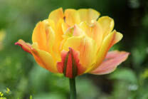 Tulip Bulbs (10) “Freeman”