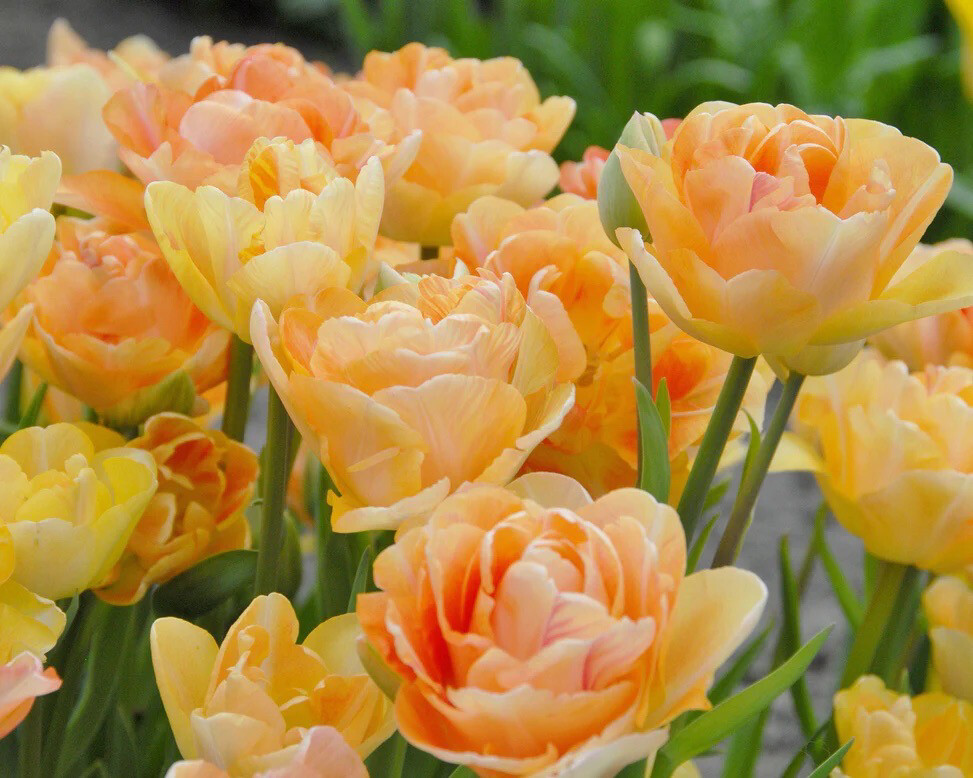 Tulip Bulbs “Charming Lady” (10 Bulbs)