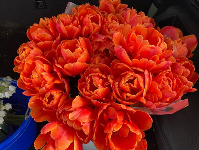 Tulip Bulbs “Icoon” (10 Bulbs)