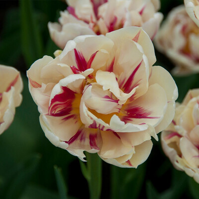 Tulip Bulbs “Flaming Margarita” (10)
