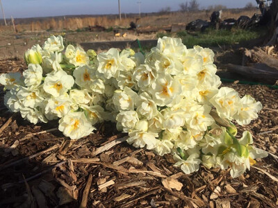 Daffodil “Cheerfulness” (10 Bulbs)