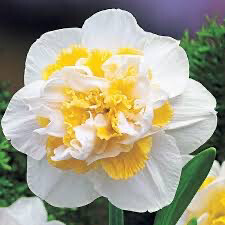 Daffodil “White Lion” (10 Bulbs)