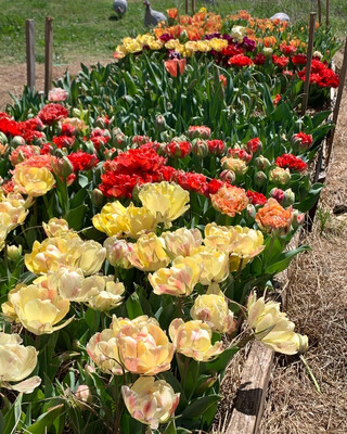 Tulip Bulbs “Akebono” (10)