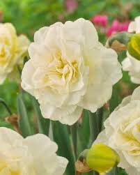 Daffodil “Odam” (10 Bulbs)