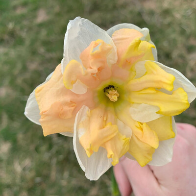 Daffodil “Orangerie” (10 Bulbs)