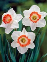 Daffodil “Pink Charm” (10 Bulbs)