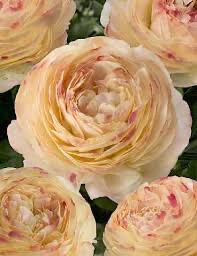 Japanese Ranunculus Romance “Hydra” (10) 