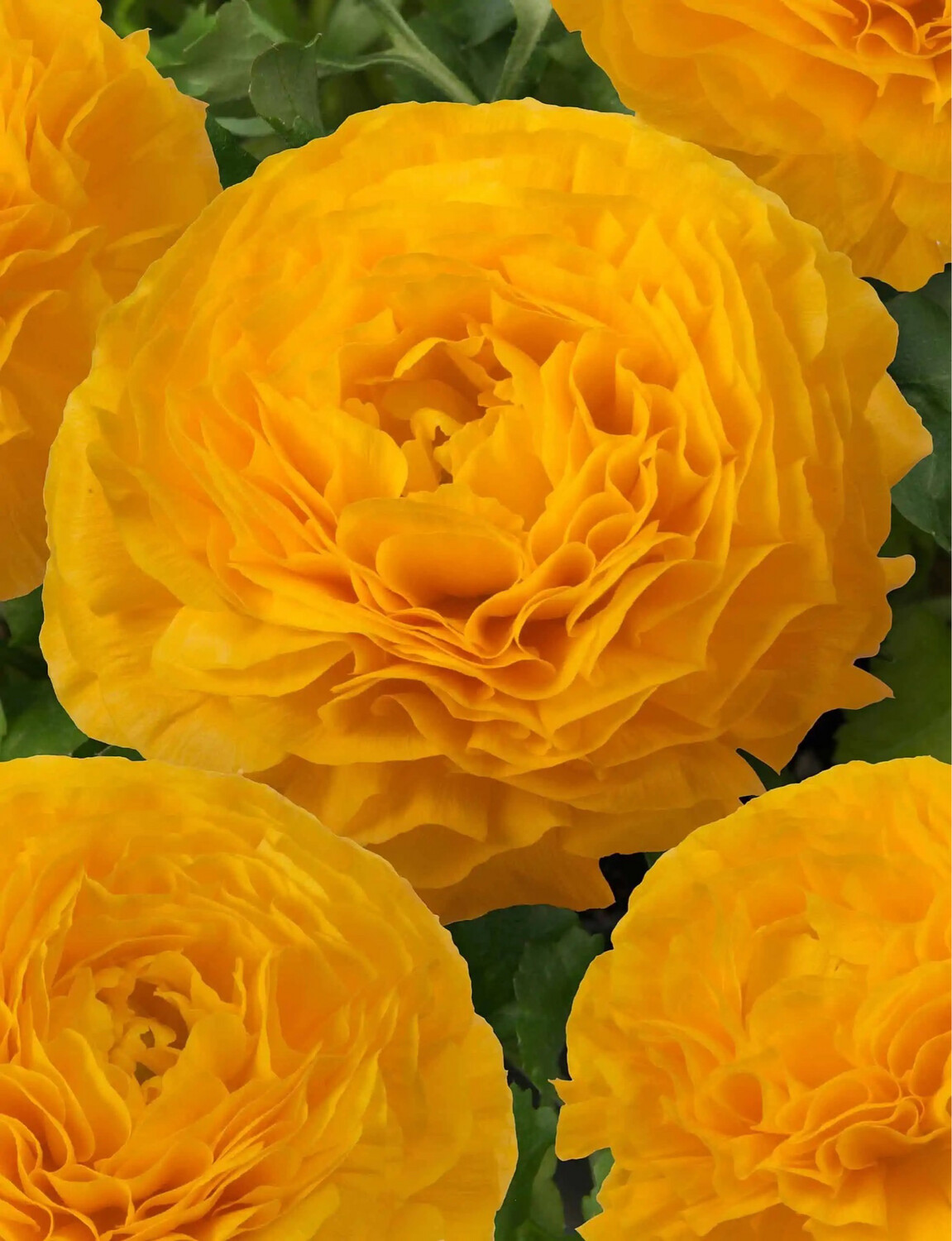 Japanese Ranunculus Romance “Libros” 10 Corms