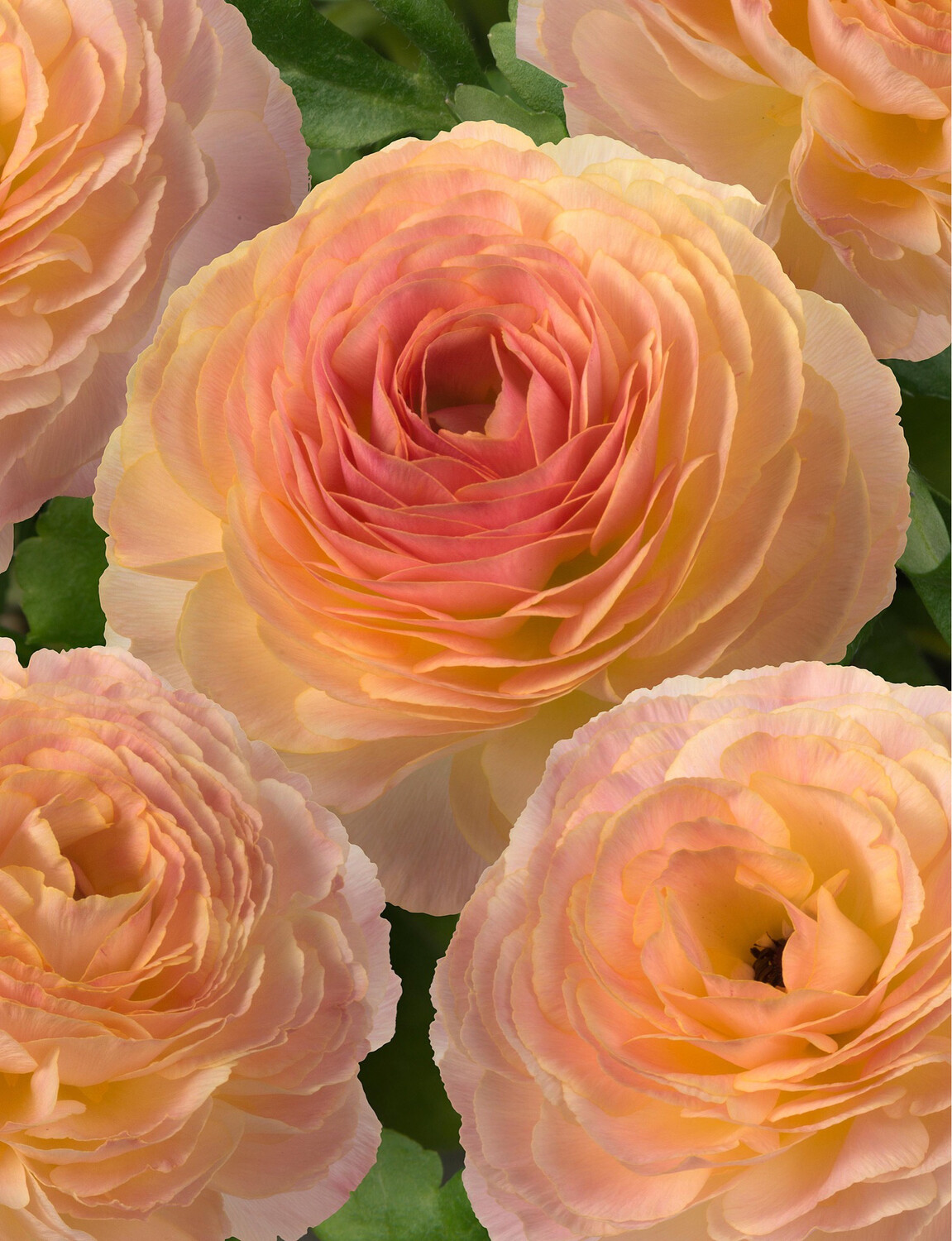 Japanese Ranunculus Romance “Nimes” (10)