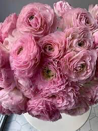 Japanese Ranunculus Romance “Maillane” (10) 