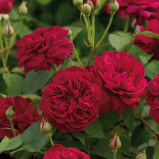 David Austin Rose “ Darcy Bussell” 3 Gallon, own root.