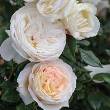 New! Garden Rose “Top Cream” 1 Gallon Potted
