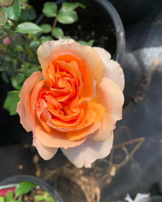 Rose “Soul Sister” 1 Gallon Potted