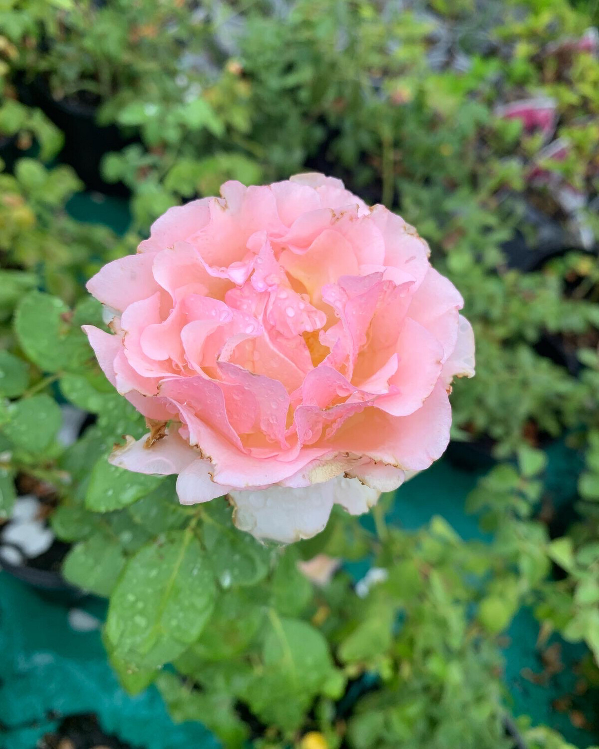 Potted Rose “Princess Charlene De Monaco” Own Root. One Gallon Size.
