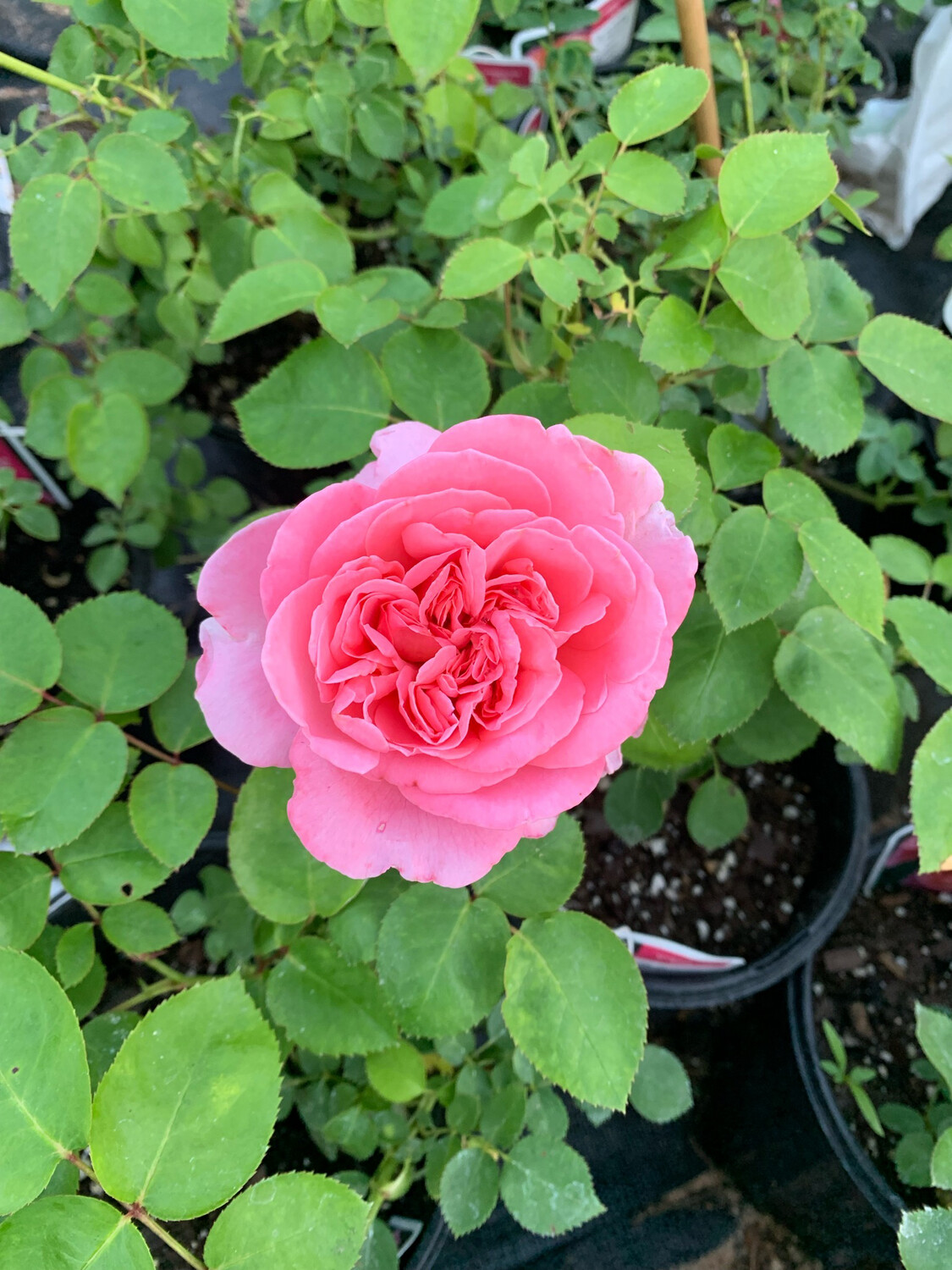 Rose “Sweet Mademoiselle” 2 Gallon, Own Root. Pick Up Or Ship Oct. 2024