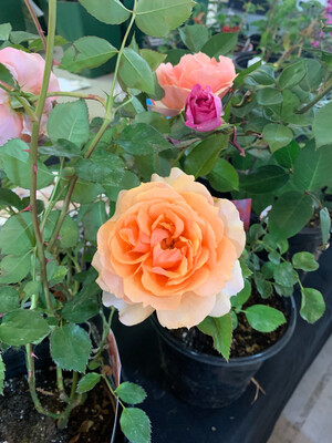 Own Root Rose “Soul Sister” Kordes Rose. One Gallon Potted. Ships In The Spring.