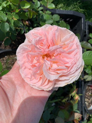Potted Rose “Bliss Parfuma” Own Root. 2 Gallon Size. Pick Up Or Shipping Oct. 2024